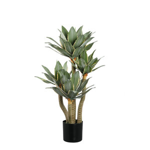 Succulent plant Green Desert Agave in a black pot