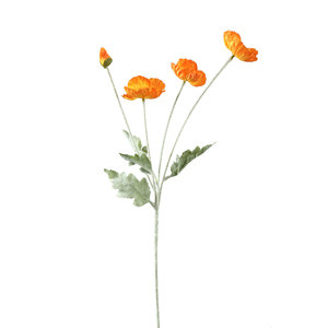 Poppy Orange Poppy Branch