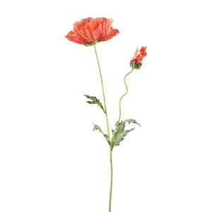 Poppy flower orange spray with leaves