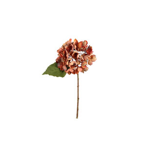 Hydrangea Flower Rust hydrangea stem small