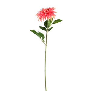 Dahlia blossom pink branch with leaves