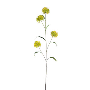 Garden flower Yellow Allium spray
