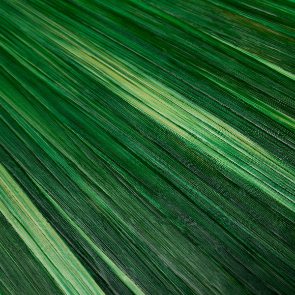 Box Harvard der Firma Eichholtz